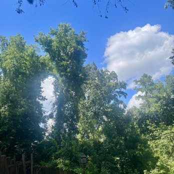 Blackwell’s Tree Service - Huge Trees being strangled by beautiful Ivy. - Tree Services Near Me Blackwell’s Tree Service - Huge Trees being strangled by beautiful Ivy. - Tree Services Near Me