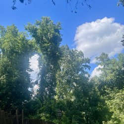 Blackwell’s Tree Service - Huge Trees being strangled by beautiful Ivy.