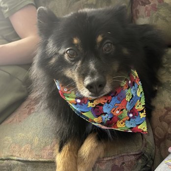 Come & Pet It - Pet Groomers Near Me - Henderson, Nevada