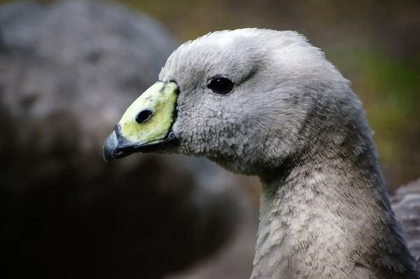 Willowbank Wildlife Reserve by null