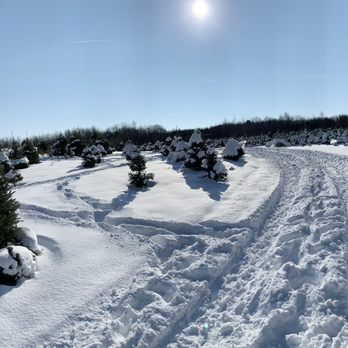 Bird Haven Christmas Tree Farm - Christmas Trees Near Me - Warsaw, New York