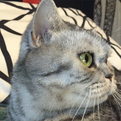 Cat Clinic 142 Lomita Dr Mill Valley Ca Veterinarians Mapquest