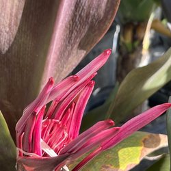 707 Nursery - Gorgeous and mature plants