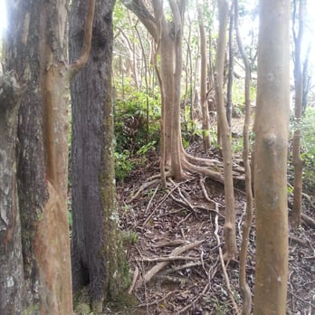 Kulepeamoa Ridge Hike - All different kinds of terrain on this trail. - Hiking Near Me - Honolulu, Hawaii Kulepeamoa Ridge Hike - All different kinds of terrain on this trail. - Hiking Near Me - Honolulu, Hawaii