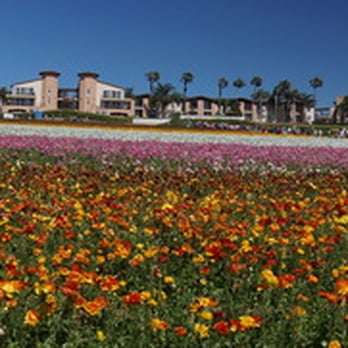 The Flower Fields - Venues & Event Spaces Near Me - Carlsbad, California The Flower Fields - Venues & Event Spaces Near Me - Carlsbad, California