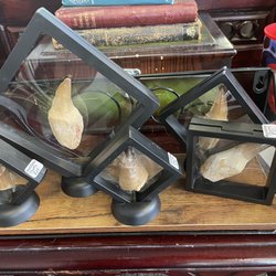 Heart of Stone - Mosasaurus teeth!