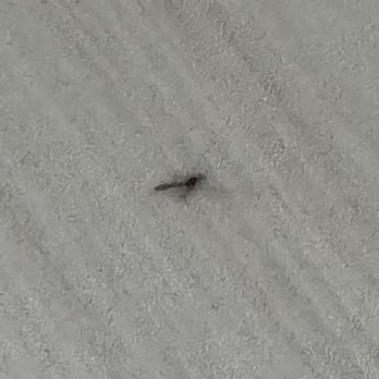 Sugar Beach Resort Hotel - Midges blew into the room. They look like mosquitoes, but they aren't. - Hotels Near Me - Traverse City, Michigan Sugar Beach Resort Hotel - Midges blew into the room. They look like mosquitoes, but they aren't. - Hotels Near Me - Traverse City, Michigan