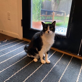 Austin Humane Society - O - Animal Shelters Near Me - Austin, Texas