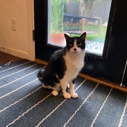 Austin Humane Society - O