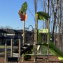 Photo of Whooping Crane Park