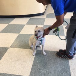 Walkers Pet HoTail Pet Care Center - Freshly groomed