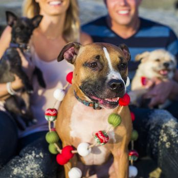 Shutter Pup Photography - Pet Photography Near Me Shutter Pup Photography - Pet Photography Near Me