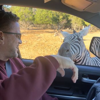 Rocky Ridge Drive Through Safari - Zebra was so gentle. Hubby loved him - Zoos Near Me - Eustace, Texas Rocky Ridge Drive Through Safari - Zebra was so gentle. Hubby loved him - Zoos Near Me - Eustace, Texas