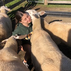 Fat Sheep Farm and Cabins