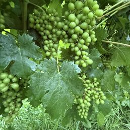 Cab Franc Cab Franc