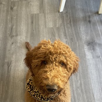 Snickersdoodles - Here he is at 5 months old, growing and growing! - Pet Breeders Near Me