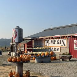 Biringer's Black Crow Pumpkins and Corn Maze
