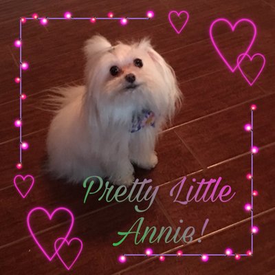 foxy roxy mobile dog grooming