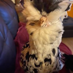 Mottled houdan