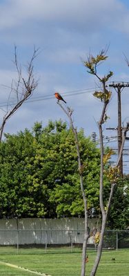 Greenwood Memorial Park and Mortuary by null