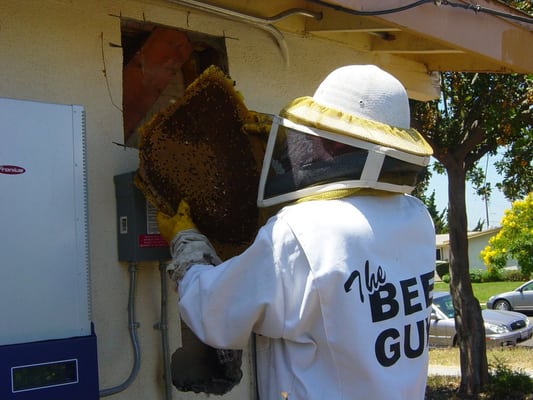 Beehive Removal from a Wall - Sometimes you only see a few bees hovering around an opening on the outside of your wall, but when we open up the wall, we find this!