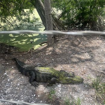Jungle Adventures - GATOR OUT OF WATER - Tours Near Me - Christmas, Florida Jungle Adventures - GATOR OUT OF WATER - Tours Near Me - Christmas, Florida
