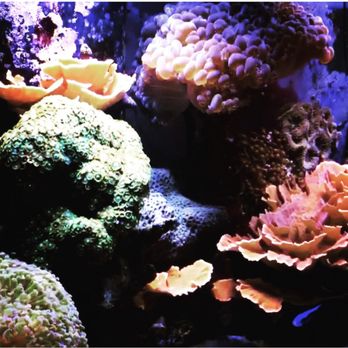 Exotic Reef Designs - Full Blown Aquarium - Pet Stores Near Me - Cypress, Texas Exotic Reef Designs - Full Blown Aquarium - Pet Stores Near Me - Cypress, Texas