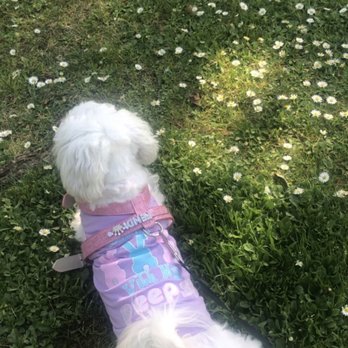 Roxbury  Park Community Center - Fendi resting on the grass and tiny daisies - Community Centers Near Me - Beverly Hills, California