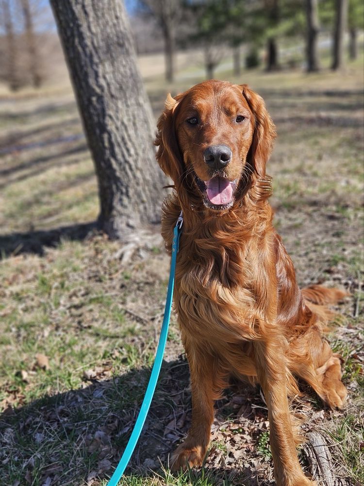 SORENSON KENNELS Updated September 2024 28 Photos & 12 Reviews