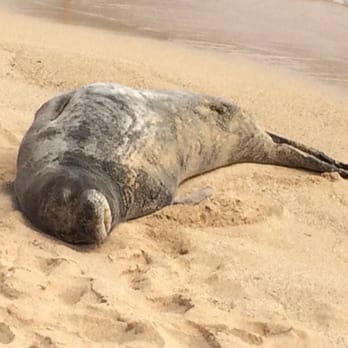Poipu Beach - Monk seal - Beaches Near Me - Koloa, Hawaii Poipu Beach - Monk seal - Beaches Near Me - Koloa, Hawaii
