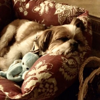 Pups N Style - Exhausted after my shampoo, cut and blow dry! - Pet Groomers Near Me - Los Angeles, California Pups N Style - Exhausted after my shampoo, cut and blow dry! - Pet Groomers Near Me - Los Angeles, California