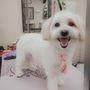 Photo of Get ZHUZHED Grooming by Krysta