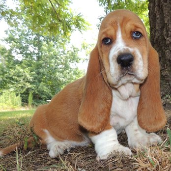 Janzen Family Bassets - Pet Breeders Near Me - Conyers, Georgia Janzen Family Bassets - Pet Breeders Near Me - Conyers, Georgia