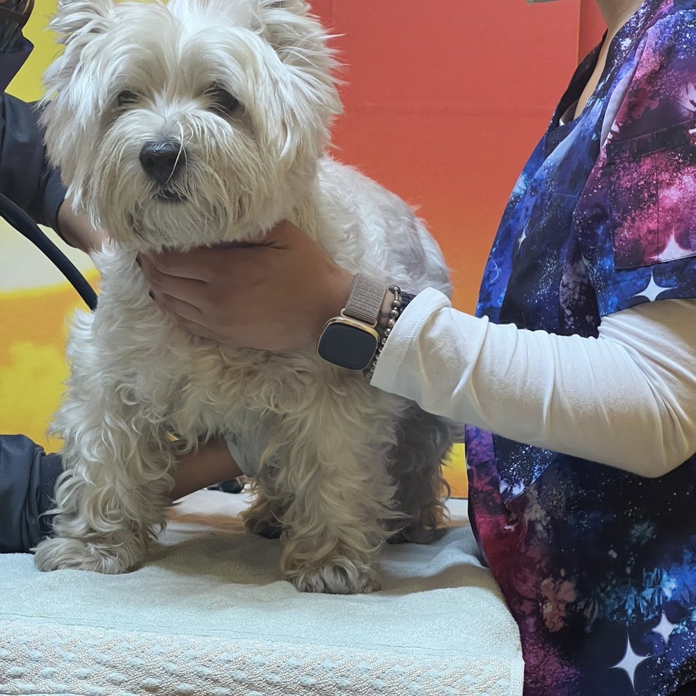 Holistic Veterinary Healing - Katie getting examined - Veterinarians Near Me - Germantown, Maryland Holistic Veterinary Healing - Katie getting examined - Veterinarians Near Me - Germantown, Maryland