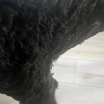 Petrichor Pet Salon - Tufts of hair all over - Pet Groomers Near Me - Newport Beach, California Petrichor Pet Salon - Tufts of hair all over - Pet Groomers Near Me - Newport Beach, California
