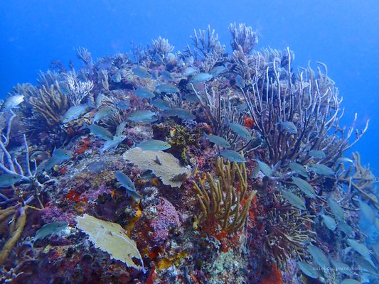 Culebra Divers by null