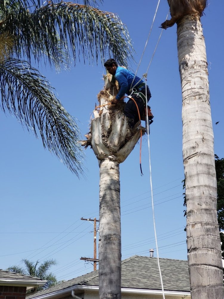 GRL TREE SERVICE Updated June 2024 17 Photos Garden Grove