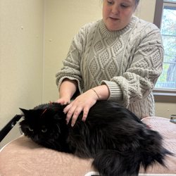 Animal Therapy Center - Acupuncture for cats