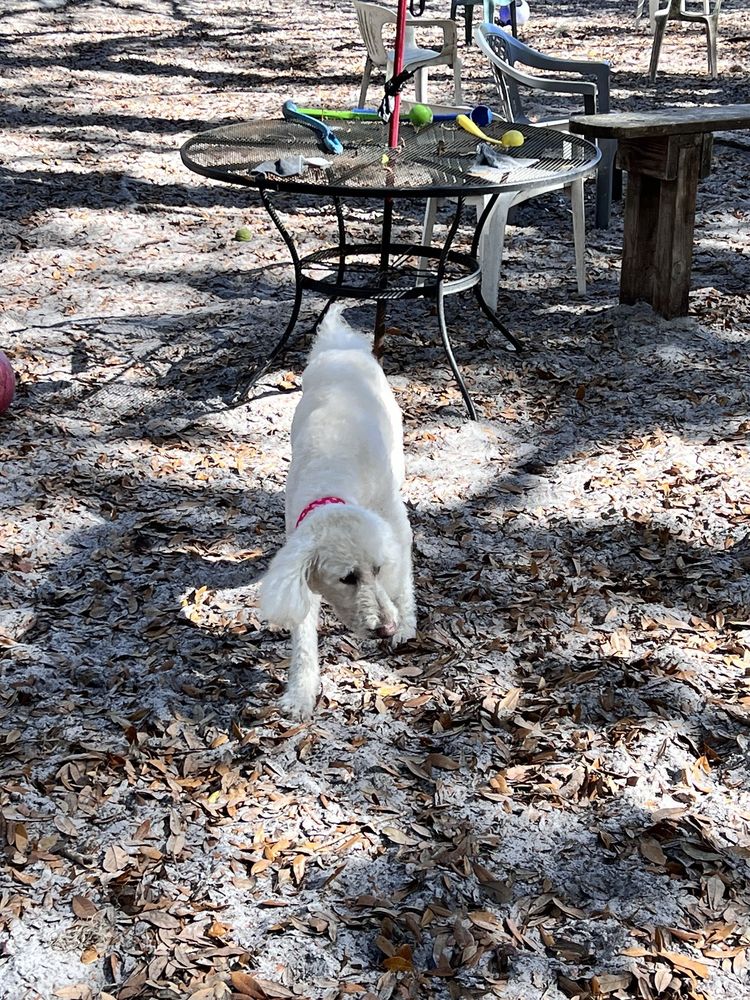Bark Central Dog Park Image