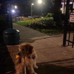 Hop Yard 62 - Outdoor patio area (featuring my puppy)