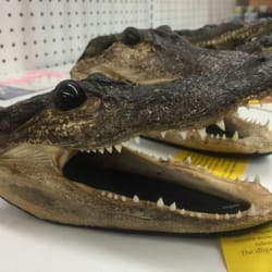 Walgreens - Only at Walgreens do you find everything you need plus an alligator head!