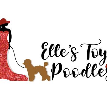 Elle’s Toy Poodles - Pet Breeders Near Me Elle’s Toy Poodles - Pet Breeders Near Me