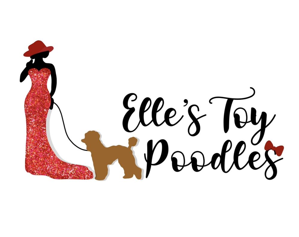 ELLE’S TOY POODLES Updated August 2024 Houston, Texas Pet