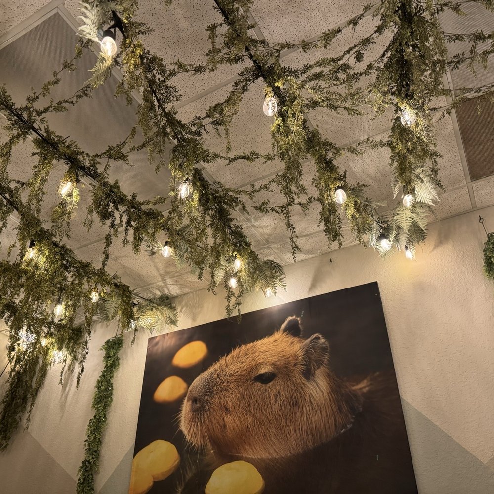 The Capybara Cafe - Themed Cafes Near Me - St. Augustine, Florida The Capybara Cafe - Themed Cafes Near Me - St. Augustine, Florida