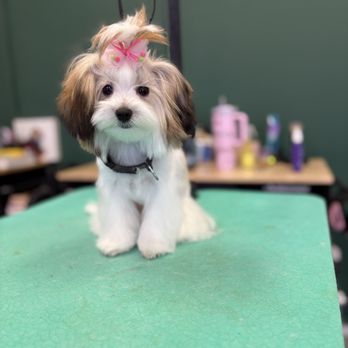 Pecas Grooming Salon - Pet Groomers Near Me - Sanford, Florida Pecas Grooming Salon - Pet Groomers Near Me - Sanford, Florida