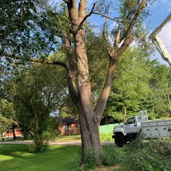 Mad About Trees
