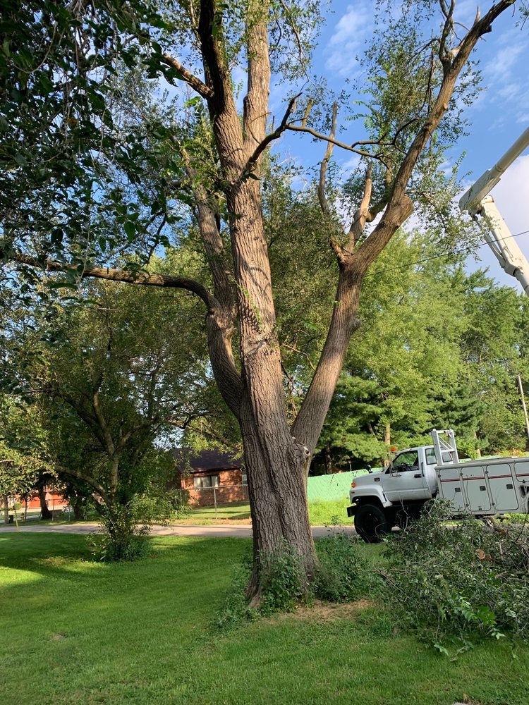 Mad About Trees - tree service in Lincoln, IL