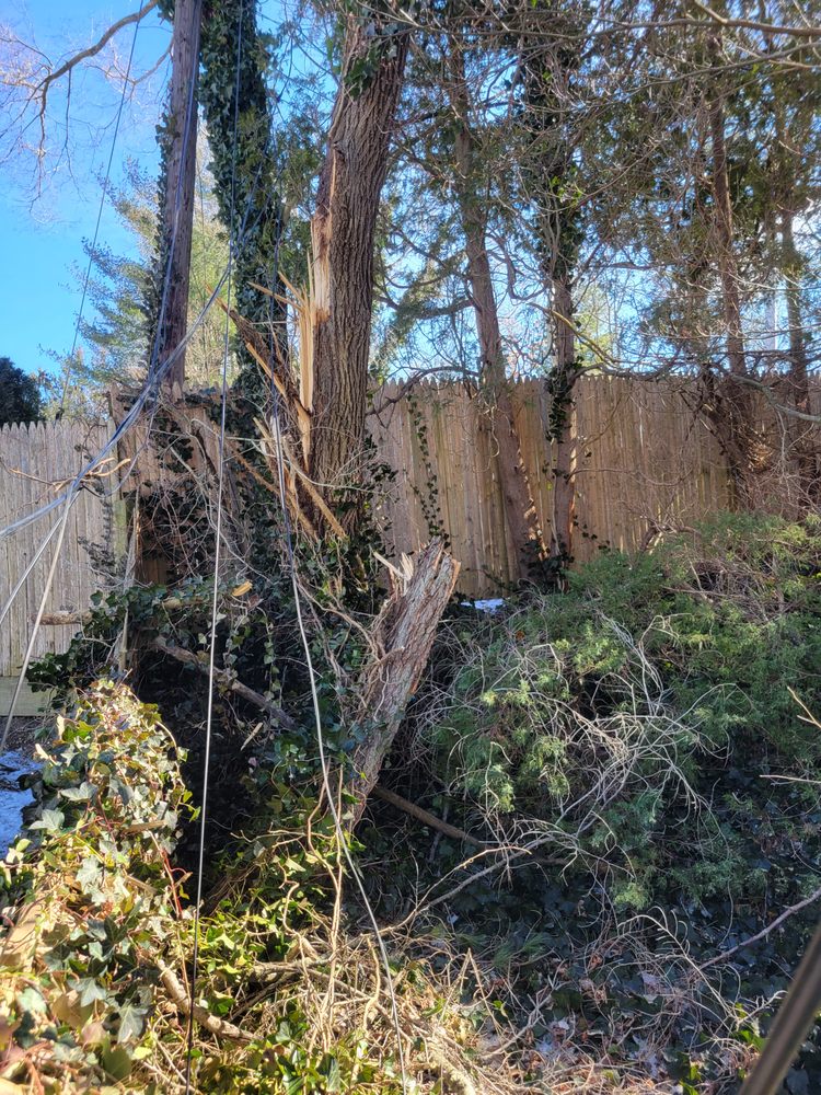 CHEAP CHARLIE’S TREE Updated October 2024 13 Photos & 129 Reviews