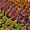 Parks Brothers Garden Center gift card