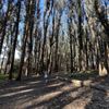 Lovers' Lane at the Presidio gift card